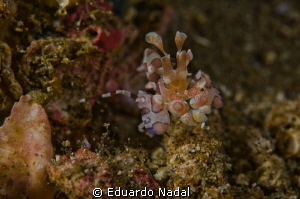 harlequin shrimp by Eduardo Nadal 
